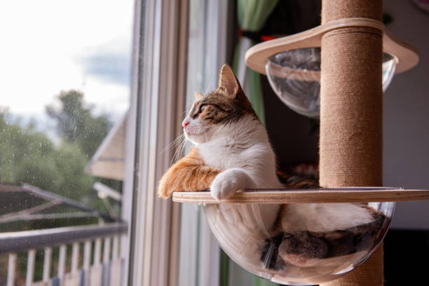 istock Relaxed Cat Gazing Out of Window from Cat Tree 2205095937