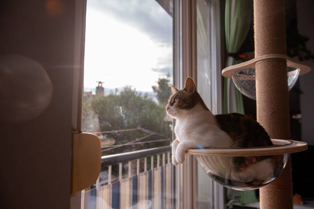 istock Cat lounging in glass hammock near window 2205096426