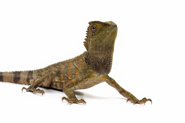 istock Forest dragon reptile on a branch, Gonocephalus chamaeleontinus 2205097530