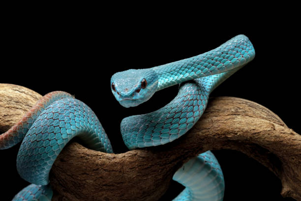 istock Blue viper snake insularis, trimeresurus Insularis 2205097745