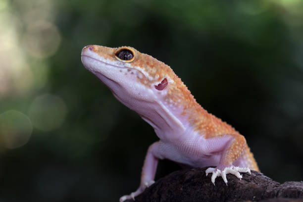 istock Close-up of leopard gecko lizard 2205098201