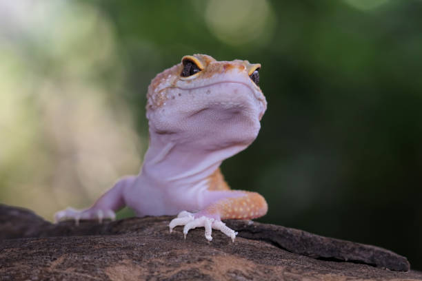 istock Close-up of leopard gecko lizard 2205098370