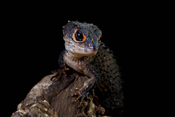 istock Red-eye crocodile skink isolated on white 2205098529