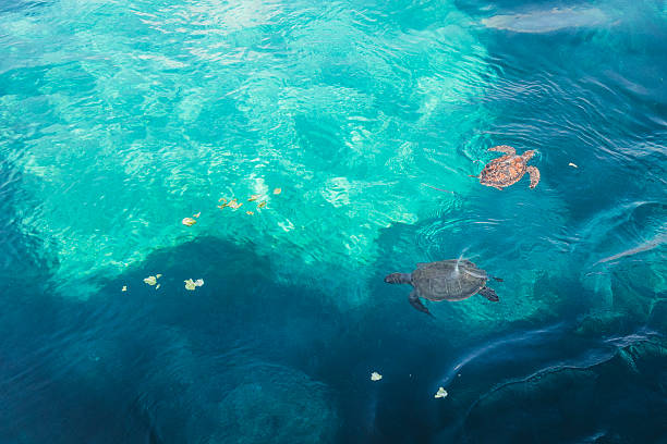 Turtle swimming on the surface of the sea
