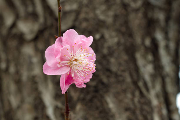 istock Single Pink Plum Blossom – Spring Nature Photography 2205099922