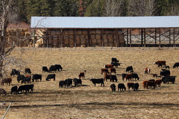 istock Cattle grazing in a spring hay pasture in the distance. 2205101532