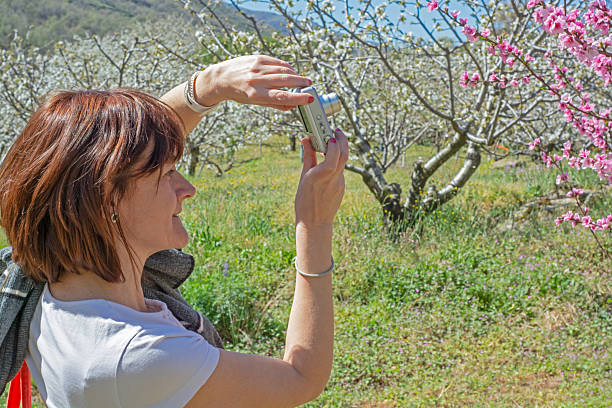 Photographer in full spring cherry blossom season