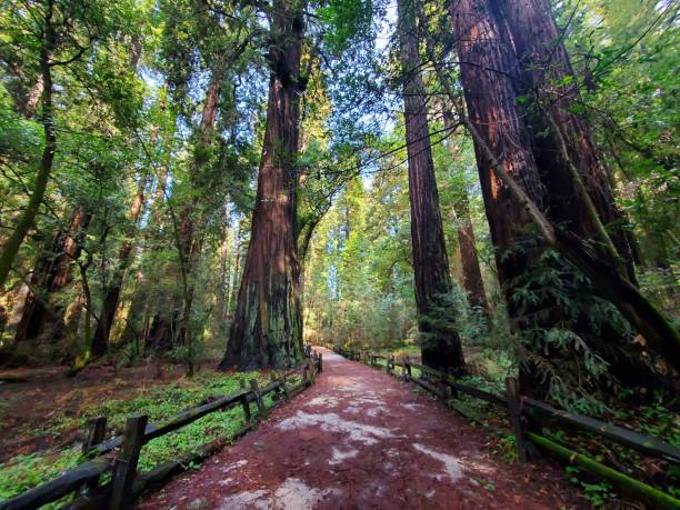 istock Loop Trail at Henry Cowell Redwoods State Park, California 2205101821