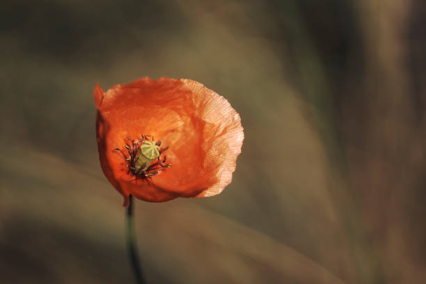 Macro photography of a spring flower with bright, decorative colors and daytime wild flowers