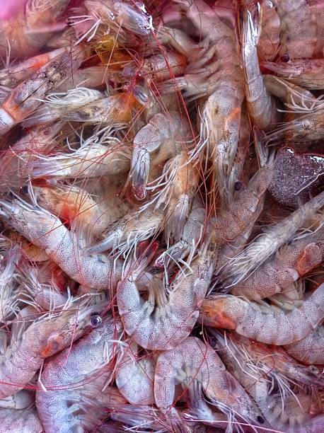 Litopenaeus vannamei (whiteleg shrimp)