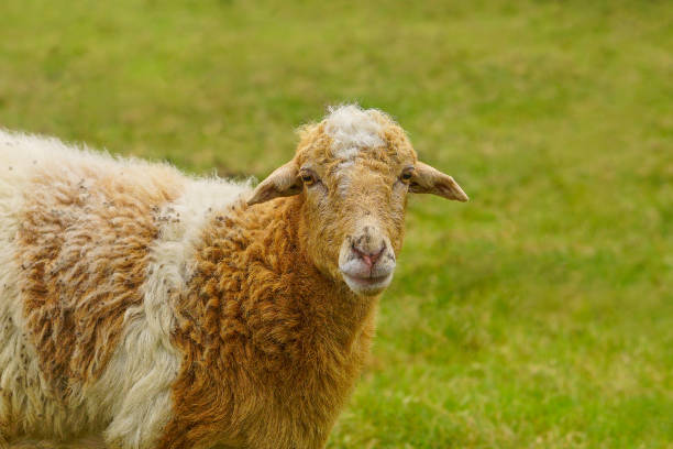 istock Portrait of a sheep looking at camera 2205106150