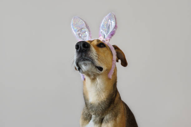 istock Curious dog in bunny costume looking up. Funny pet portrait with Easter theme. mongrel wearing rabbit ears sitting and look up. Easter advertisement, pet mascot industry branding, veterinary marketing 2205108151