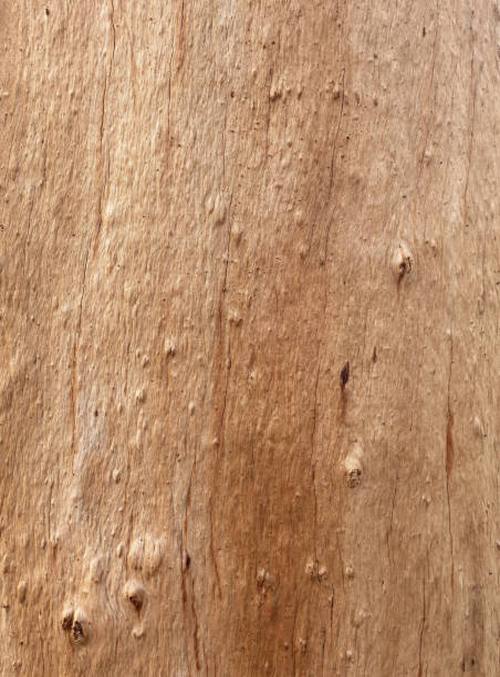 Eucalyptus bark texture reveals its unique pattern, creating a natural and organic background