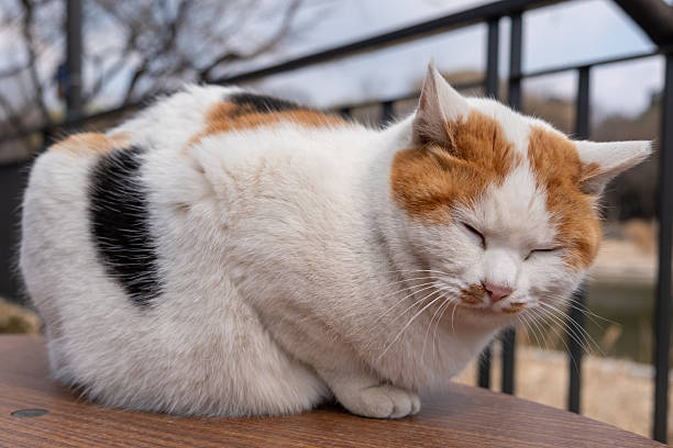 istock Chubby cat sitting on the table, Seoul Forest in South Korea 2205109222