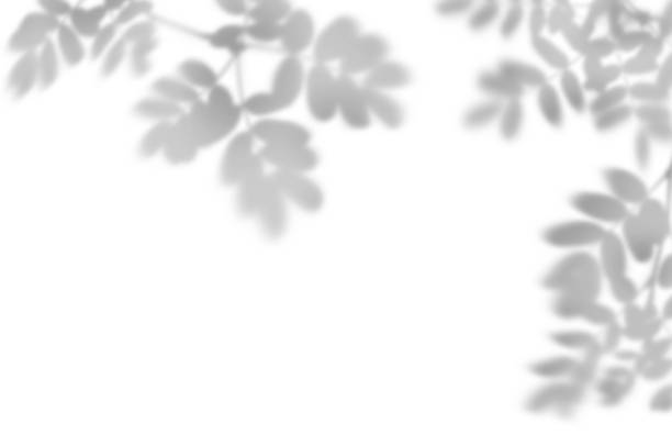 istock Shadow of acacia branches isolated on white background. 2205109499