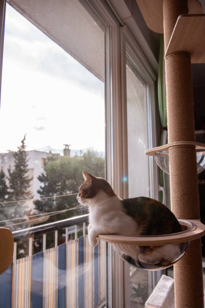 istock Cat lounging in glass hammock near window 2205109645