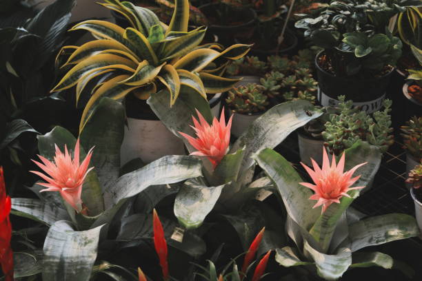 istock Bromeliads and lush greenery create an inviting atmosphere for all visitors and nature lovers 2205112017
