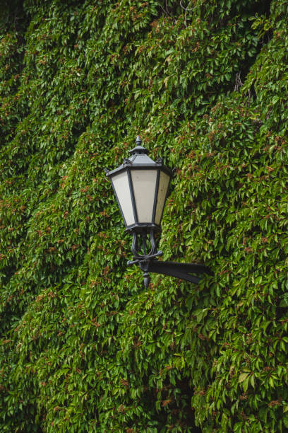 Street lamp next to a wall completely covered with green ivy