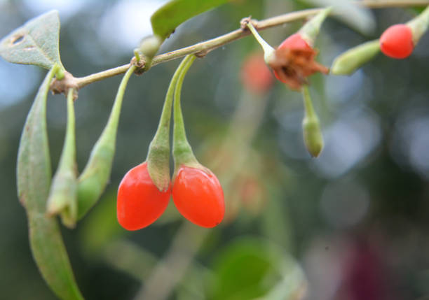 Berries have ripened on a branch of Lycium barbarum growing in the wild