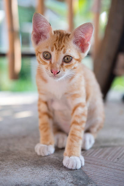 Close up of Thai Orange and White Cat Kitty