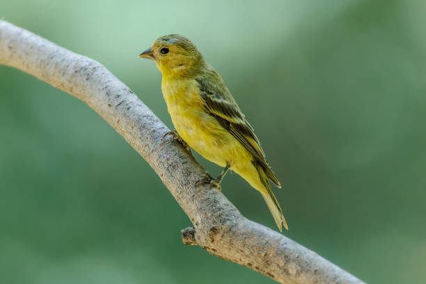 istock Female Lesser Goldfinch 2205117232