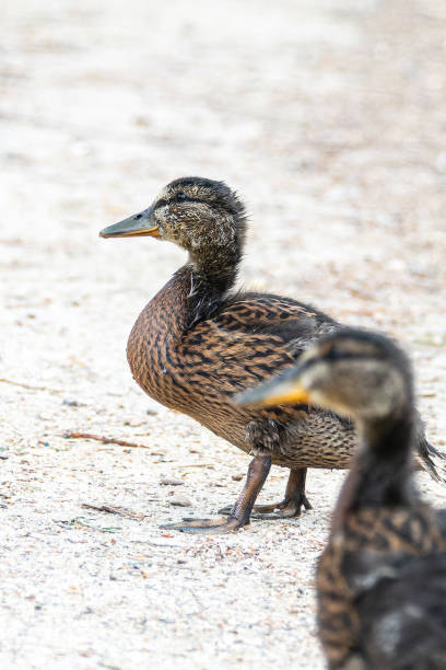 istock Young Mallard Ducks - Anas platyrhynchos 2205117524