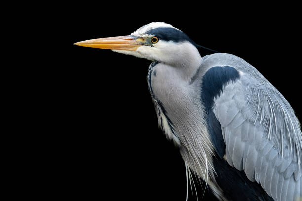 istock Side Portrait of a Heron - Ardea cinerea 2205117658