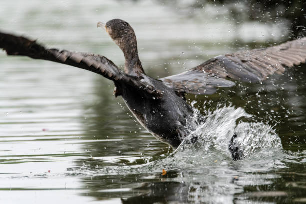 istock Great Cormorant Taking Flight from Water - Phalacrocorax carbo from Behind 2205117691