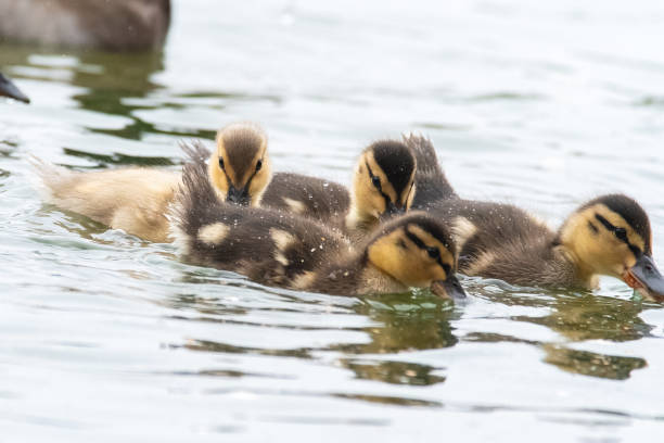 istock Mallard Ducks Swimming - Anas platyrhynchos 2205117696