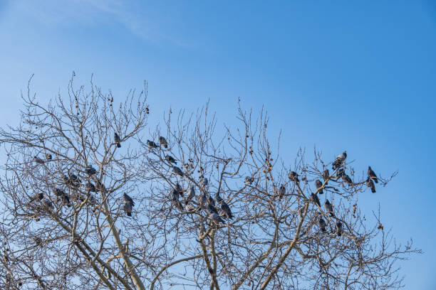 istock pigeons perched on leafless sycamore tree branches. blue sky background. 2205119157