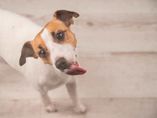 istock Jack Russell Terrier Dog Licking Glass. 2205120370