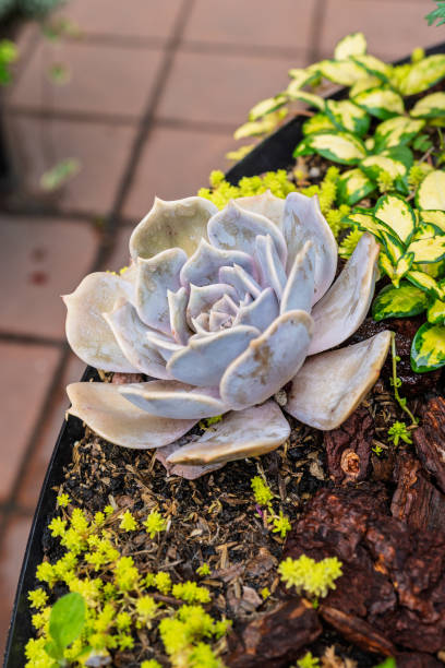 istock Beautiful succulent in a garden bed surrounded by greenery. 2205120663