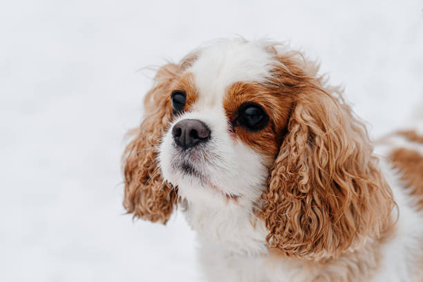istock spaniel dog walks in winter snow 2205121637