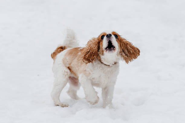 cute purebred Cavalier King Charles spaniel walks in winter snow, barking loudly and furiously, dog agression, hunting dog breed, red and white dog, brown ears, dogwalking concept
