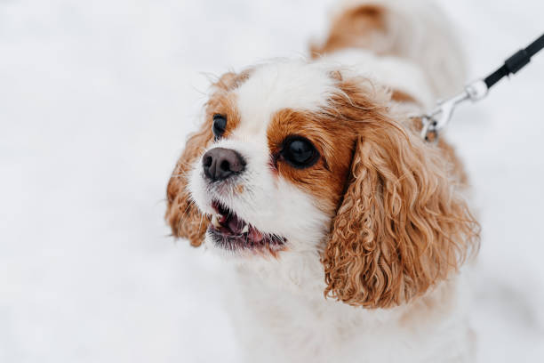 istock spaniel dog walks in winter snow 2205121643