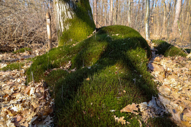 The moss has a rich green color and forms a dense cushion. Around the moss, fallen leaves are visible, creating a contrast with the bright greenery. The tree has a rough bark. The