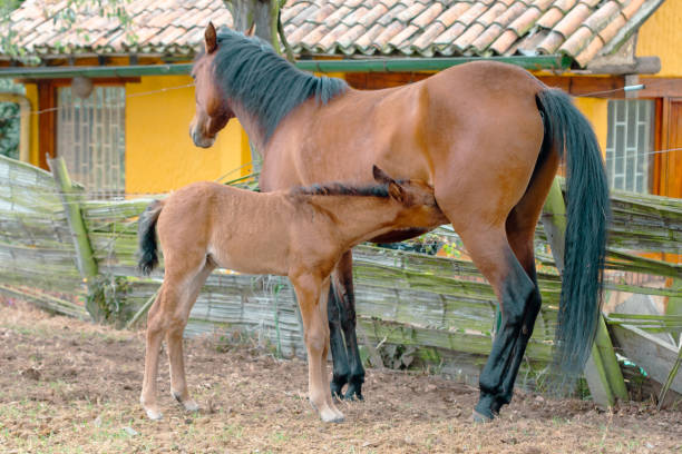 Cute thirsty suckling foal drinking milk from its mother, it is nursing from its udders in the yard of a farm, Tenjo, Cundinamarca, Colombia.