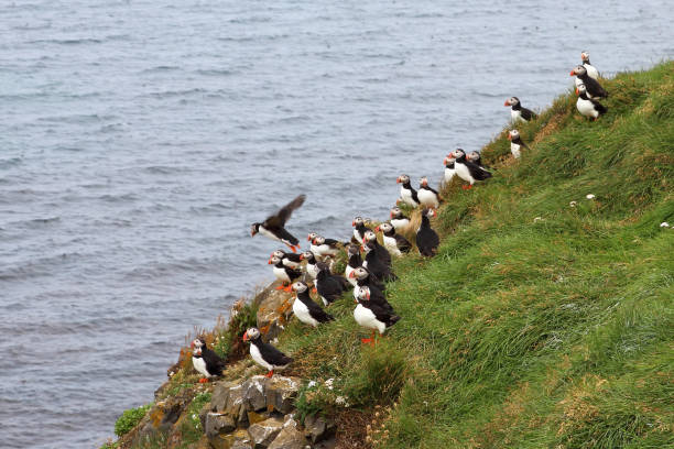 istock Papageitaucher / Atlantic puffin / Fratercula arctica 2205123912