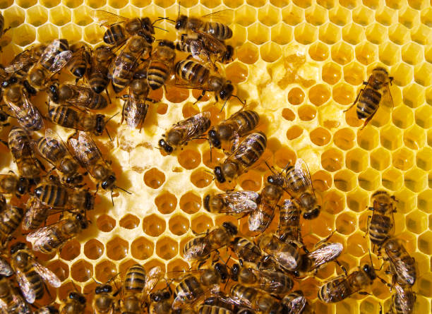 istock Work of the bees in hive 2205124415