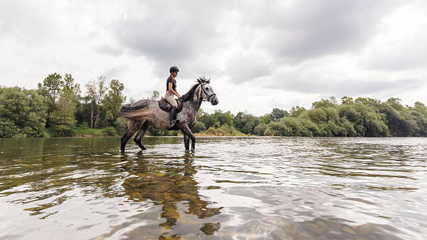 istock Horse and his rider walking through a river 2205124901
