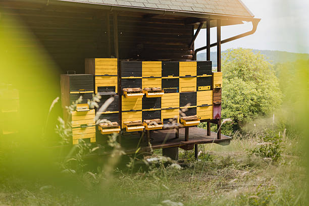Apiary near the green wood, yellow and black open beehive boxes with bees flying around. Honey bee farming concept.