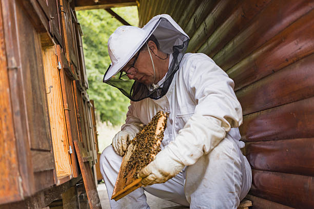Male beekeeper carefully taking out the honey frame from a wooden beehive, checking bees and honeycomb Beekeeping and organic honey farming concept.