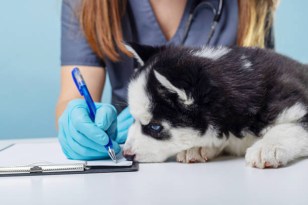 istock Veterinarian examining husky puppy at clinic 2205125865