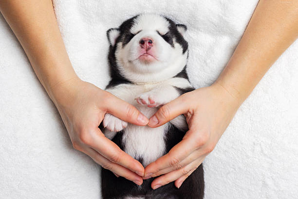 istock Newborn puppy resting on soft white blanket 2205125914