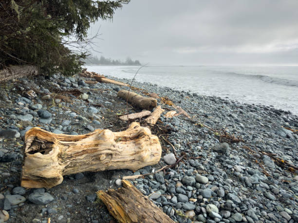 Driftwood on the shore of a rocky beach at Jordan River on Vancouver Island