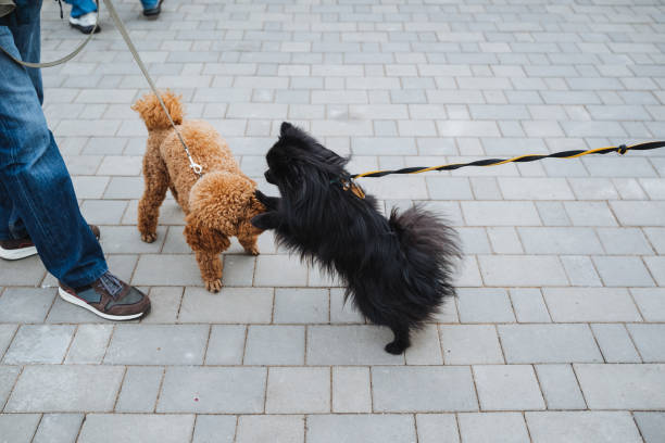 istock A person is walking two small dogs on a leash 2205126774