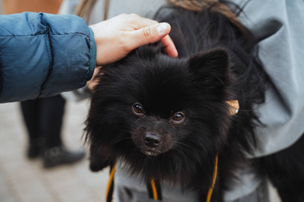 istock A kind individual is tenderly petting a small black dog that is safely secured on a leash, offering both affection and companionship to the furry animal during the lovely interaction 2205126784