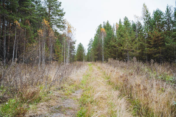 istock A serene and tranquil forest path, lush with vibrant greenery and stunning autumn hues, creating an ideal scenic view for exploration 2205126794