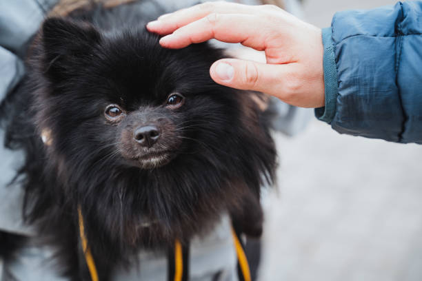 A kind individual is gently petting a small, adorable black dog that is securely on a leash, showing affection and care for their furry companion, making it a delightful scene