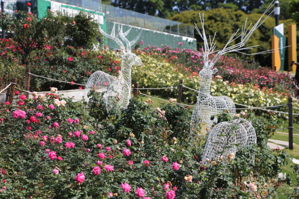 istock A rose garden with white roses in full bloom, featuring two wire-frame deer sculptures made of silver and pink flowers on the side. 2205127108